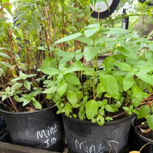 $10 Assorted Propagated Plants from the Eco Garden