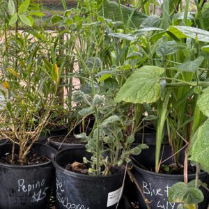 $15 Assorted Propagated Plants from the Eco Garden