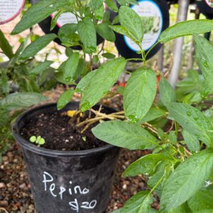 $20 assorted Propagated Plants from the Eco Garden