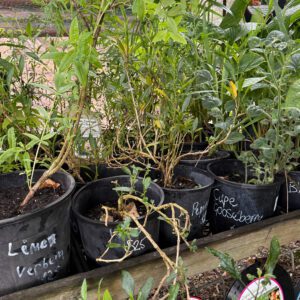 $25 assorted Propagated Plants from the Eco Garden