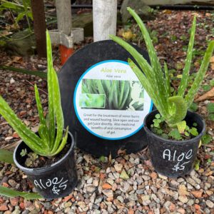 $5 assorted Propagated Plants from the Eco Garden