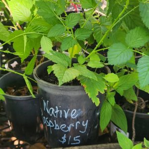 ECO Propogated Plant $15