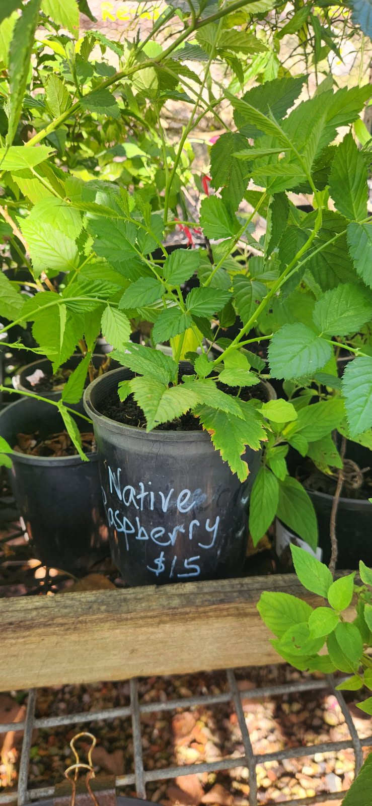 ECO Propagated Plant $15